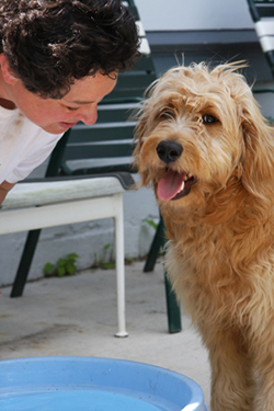 Goldendoodle